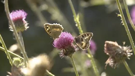 Le rocher des papillons du Val Müllstair