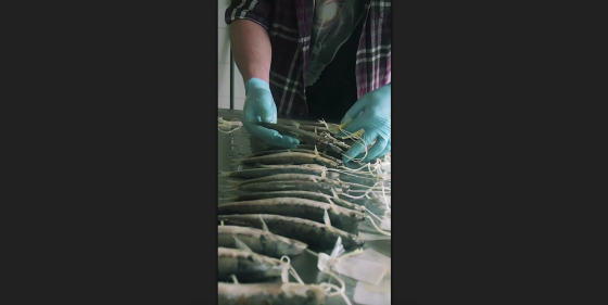 Zivi im Präparatorium